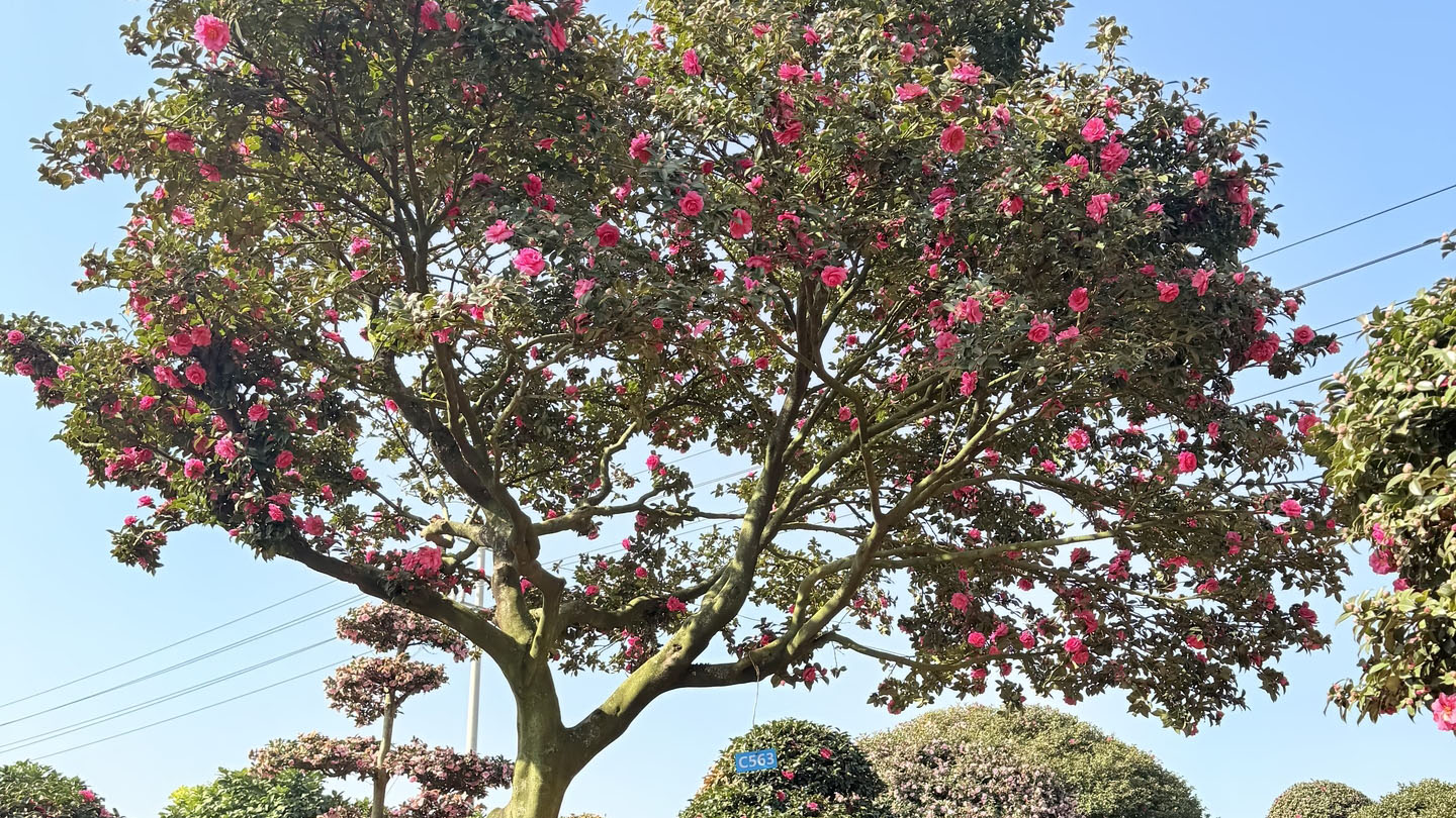 茶梅和山茶花怎么区分？花期、落花方式与冬季养护要点