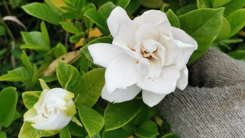 庭院栀子花