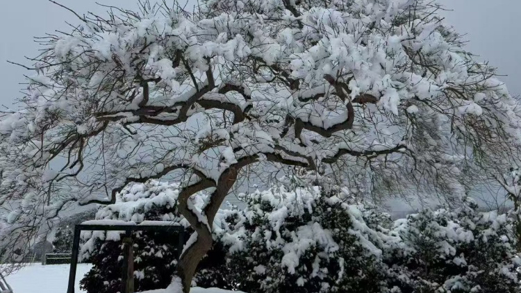 四川果木常见病虫害有哪些？教你识别以及绿色防控科普
