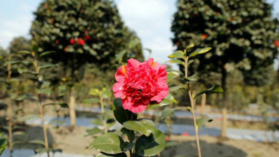 茶花