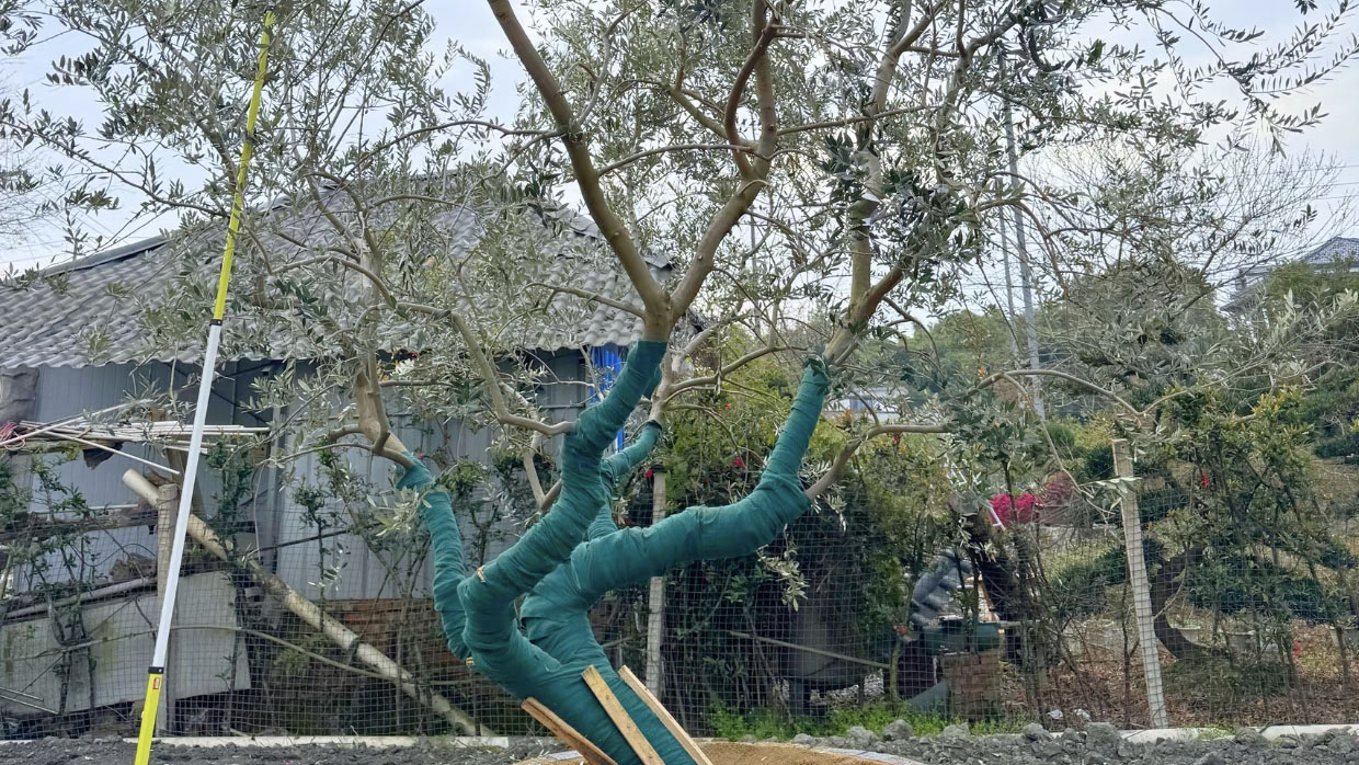 油橄榄