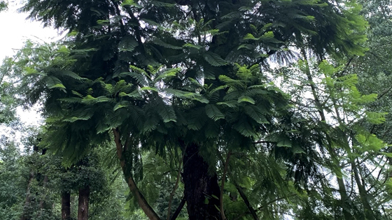 蓝花楹