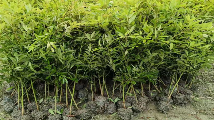 成都小叶桢楠树苗怎么选？人工繁育桢楠苗木选购要点