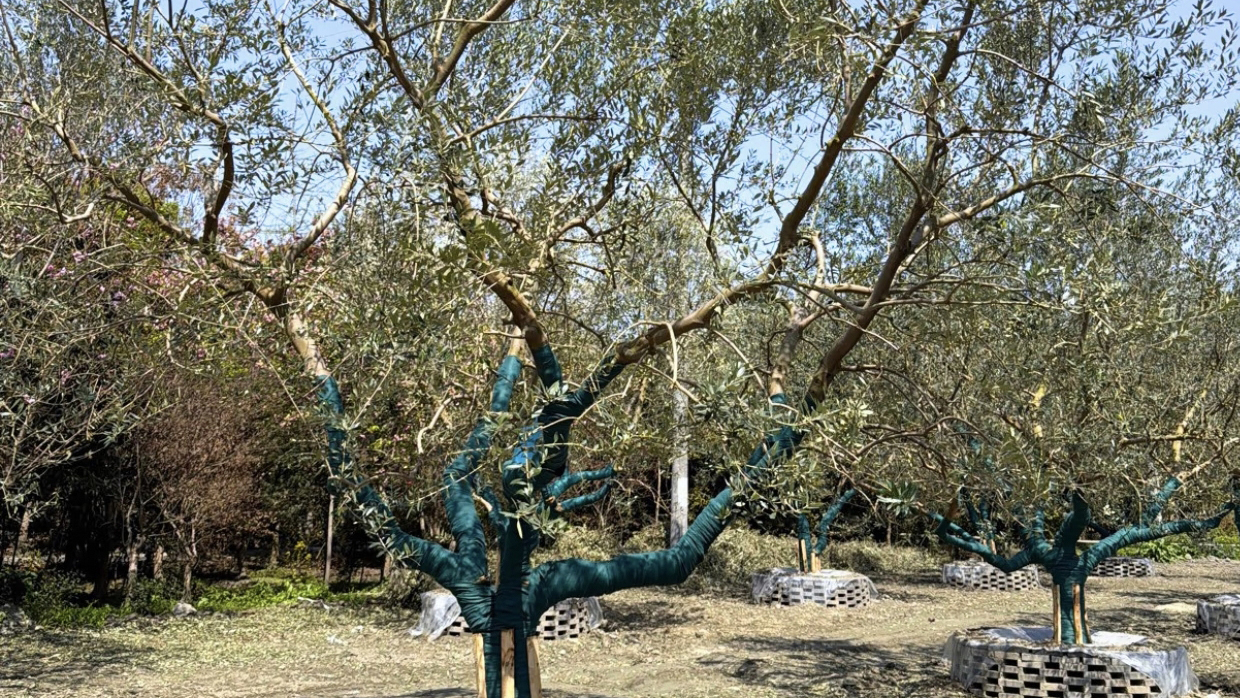 油橄榄在四川能种好吗？适生条件、品种搭配与栽培技术梳理