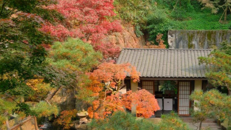 羽毛枫夏季焦叶怎么办？从嫁接繁殖到遮阴造型的完整养护指南