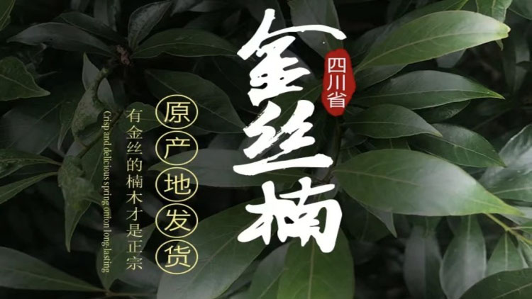金丝楠木的"金丝"是怎么形成的？桢楠生长特性与育苗造林要点
