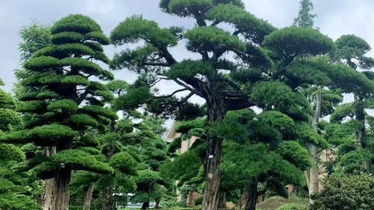成都罗汉松种子怎么育苗？采种沙藏播种方法全步骤