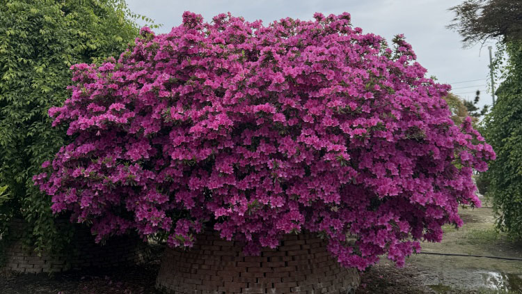 杜鹃、茶花、栀子花的病虫害怎么居家处理？按症状对照讲清防治顺序