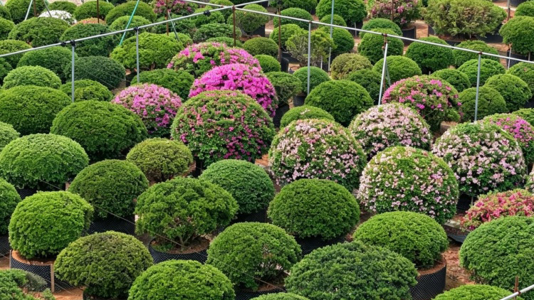 杜鹃花怎么养才开花多？温江杜鹃种植基地讲透土壤、修剪与病虫害