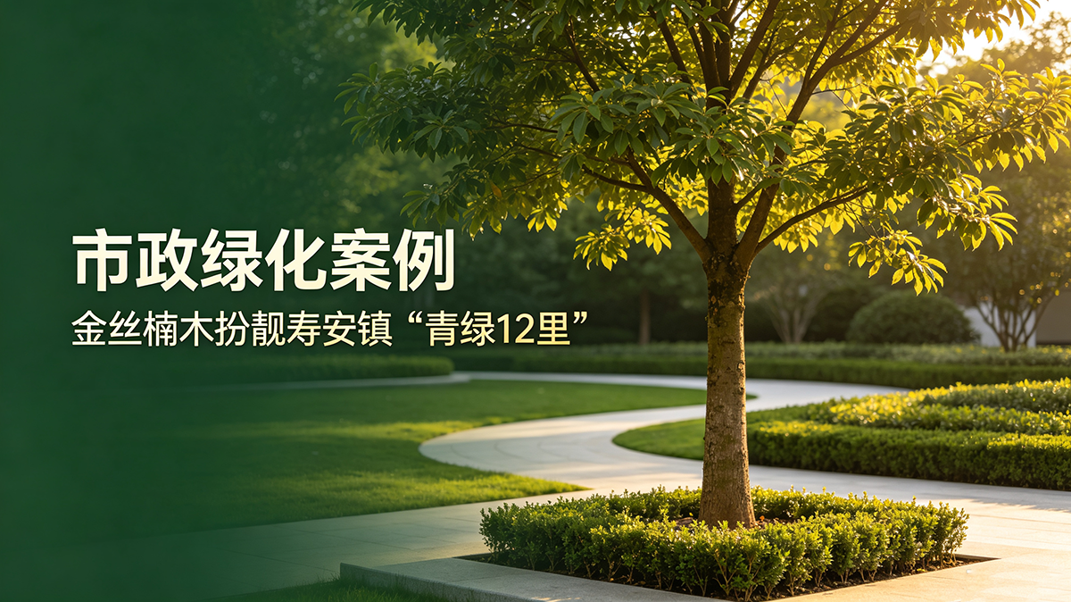 市政绿化案例：金丝楠木扮靓寿安镇"青绿12里"